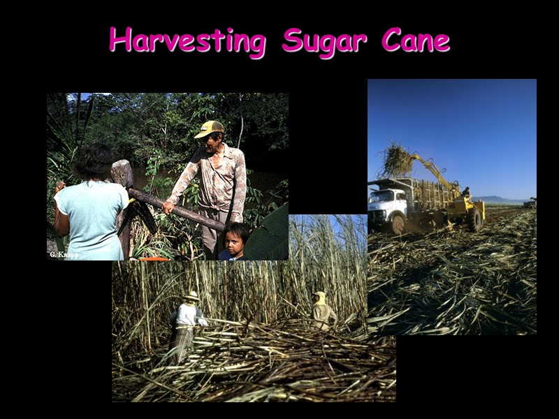 Harvesting Sugar Cane